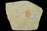 Orange, Ordovician Asaphellus Trilobite - Morocco #141858-1
